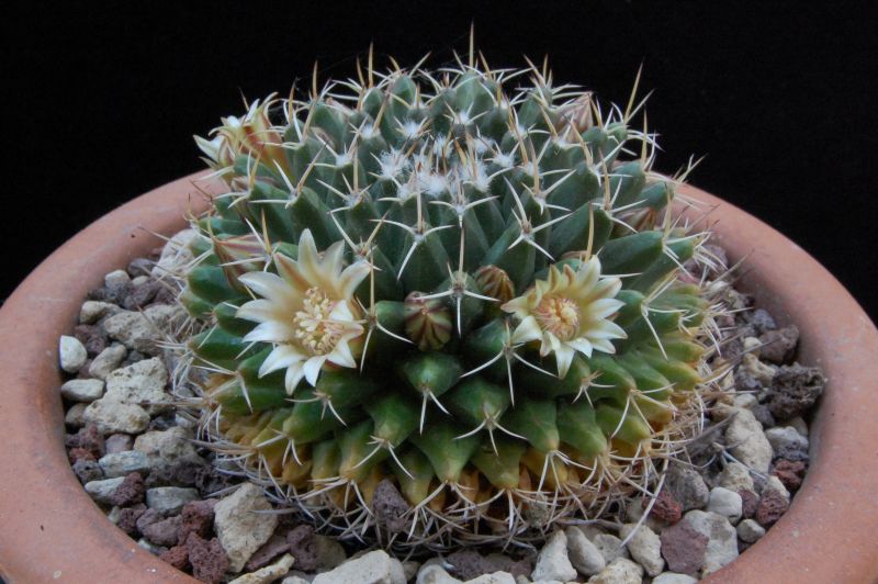 Mammillaria matehuala 
