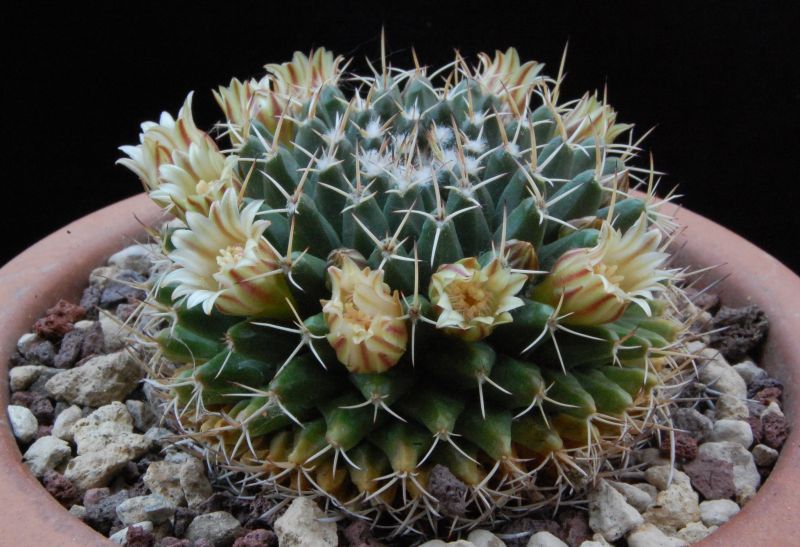 Mammillaria matehuala 