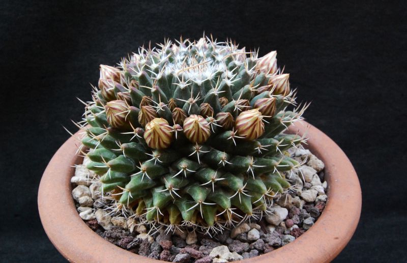 Mammillaria matehuala 