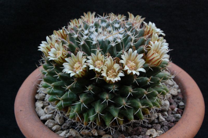 Mammillaria matehuala 