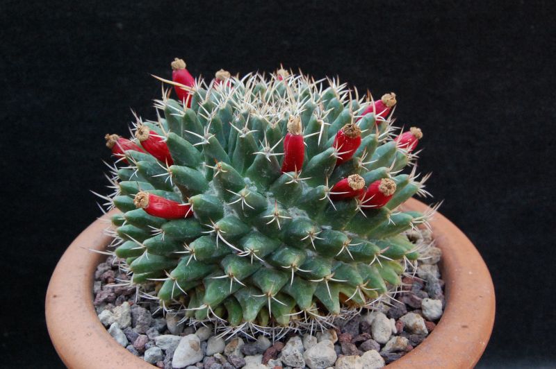 Mammillaria matehuala 