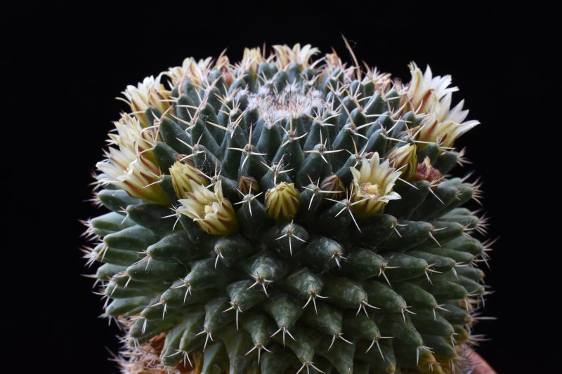 Mammillaria matehuala 