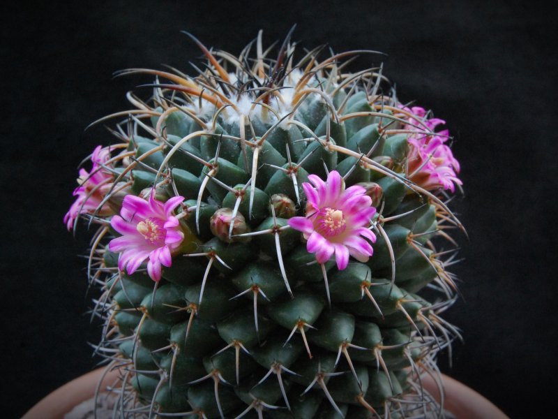 Mammillaria magnimamma REP 1170