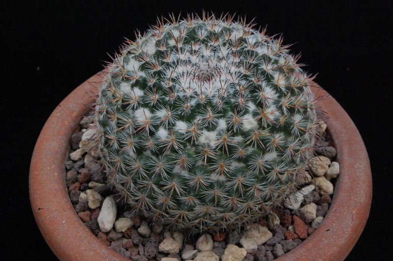 Mammillaria aff. saetigera ROG 495