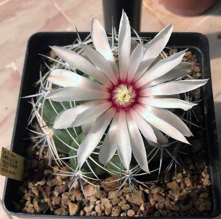 Gymnocalycium valnicekianum v. bicolor Tom 07-244/1