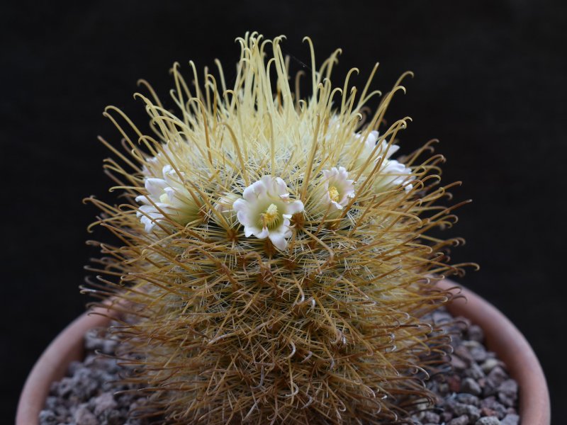 Mammillaria cowperae ROG 77