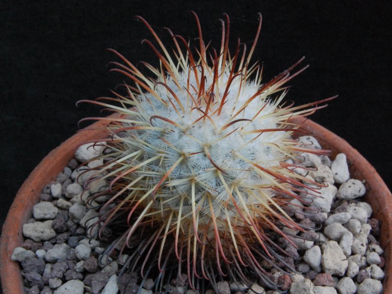 Mammillaria bombycina 