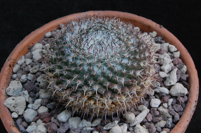 Mammillaria aff. chionocephala ROG 29/ROG 90