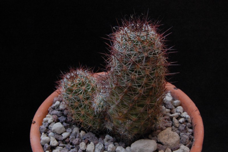 Mammillaria mazatlanensis SB 703