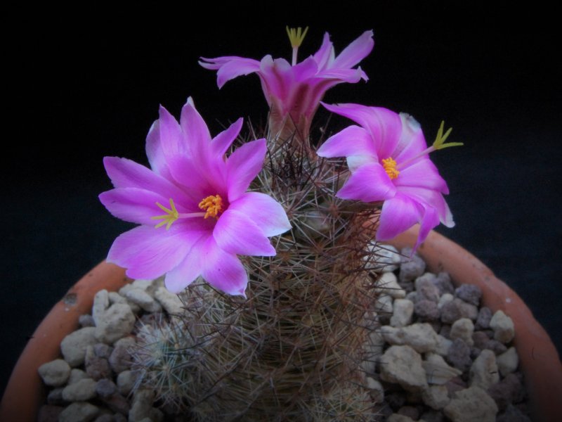 Mammillaria mazatlanensis SB 703