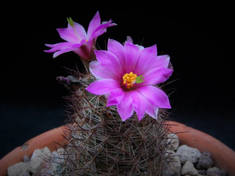 Mammillaria mazatlanensis SB 703