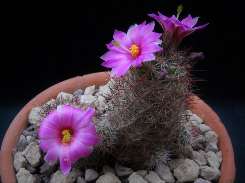 Mammillaria mazatlanensis SB 703