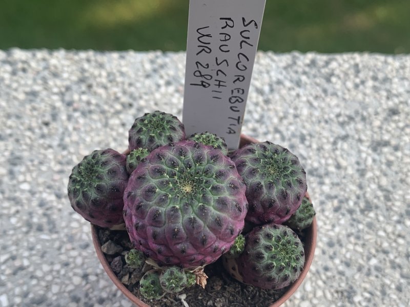 sulcorebutia rauschii