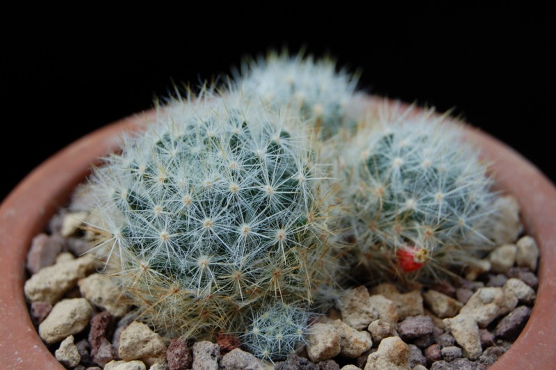 Mammillaria prolifera 