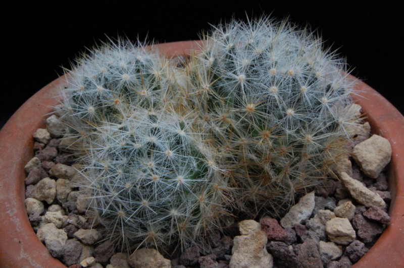 Mammillaria prolifera 