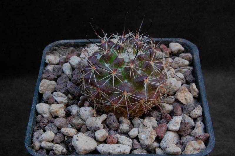 Mammillaria beneckei v. multicaulis WH 283