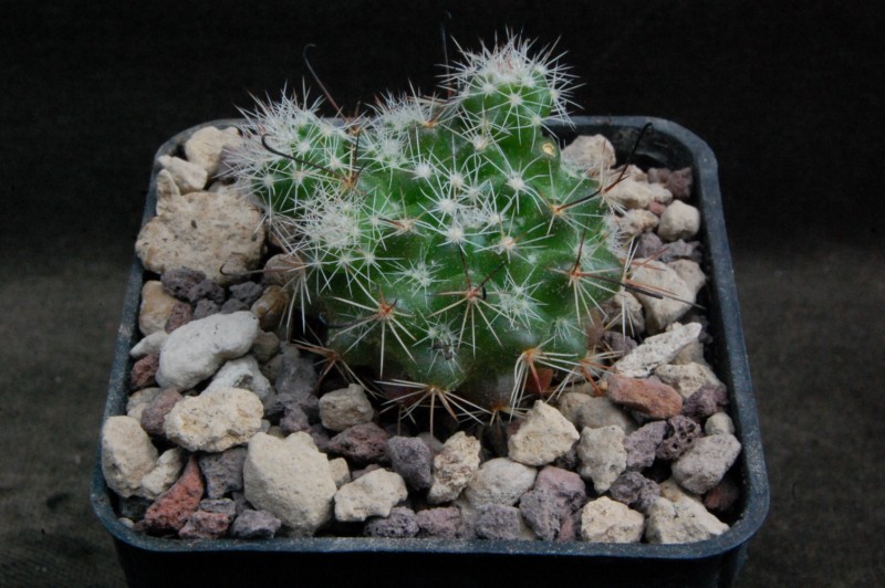 Mammillaria beneckei v. multicaulis WH 283