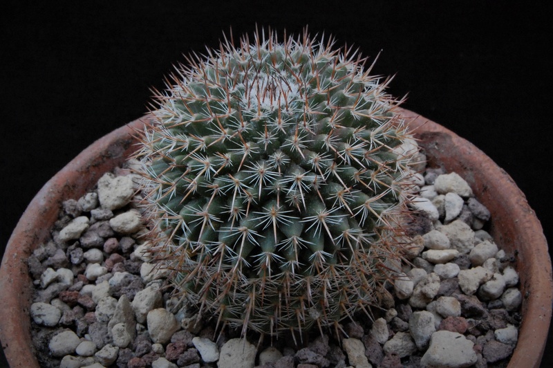 Mammillaria formosa WH 57