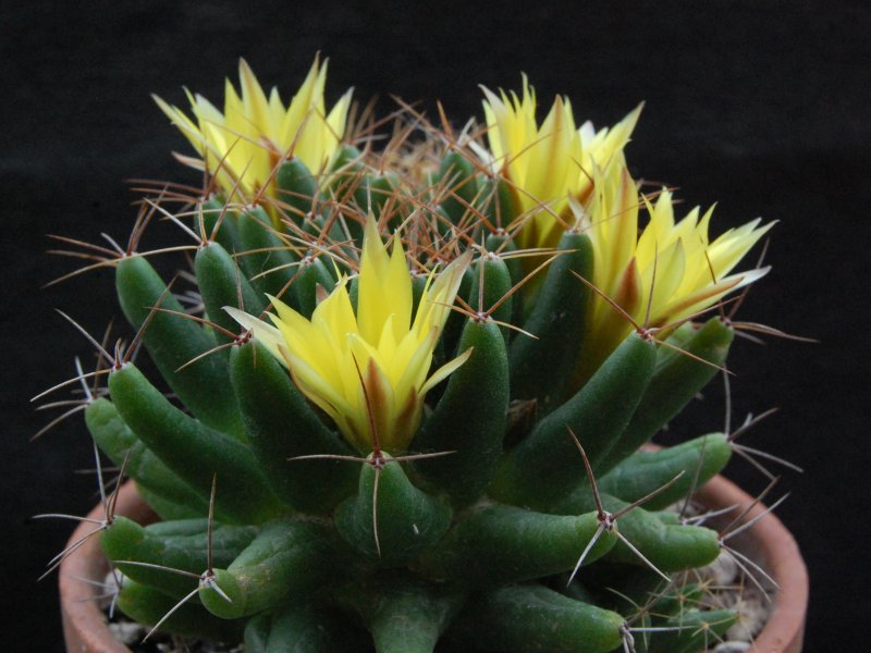 Mammillaria uberiformis 