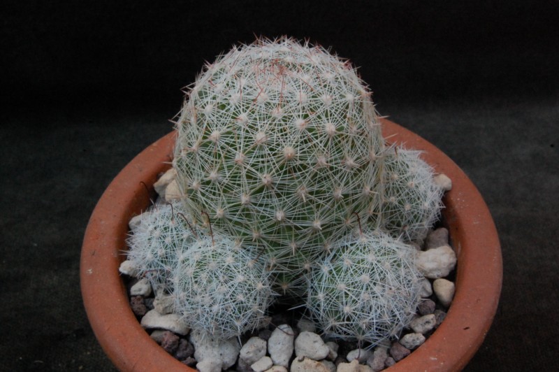 Mammillaria microcarpa WH 182