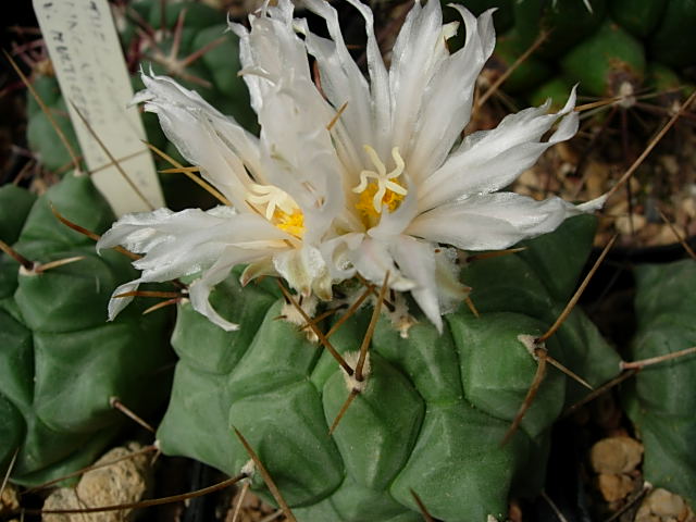 Thelocactus rinconensis ssp. multicephalus 