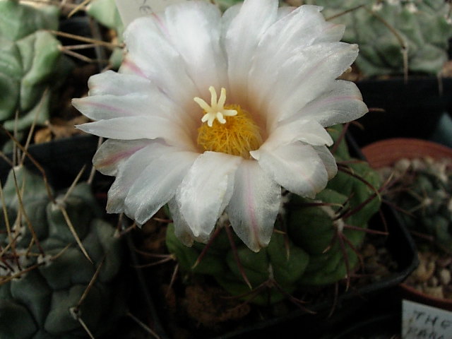 thelocactus paradensis