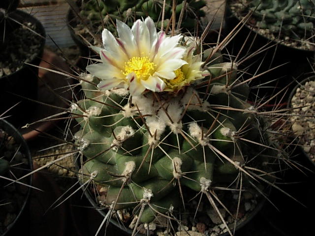 thelocactus tulensis 