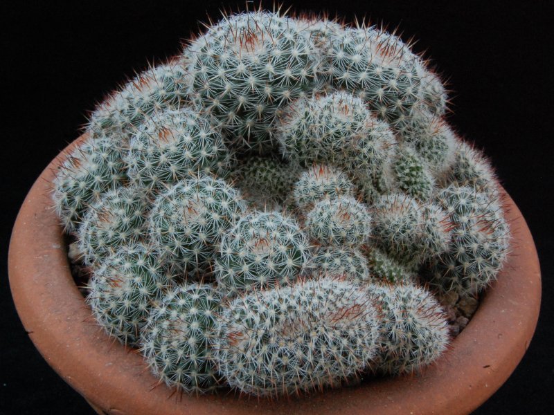 Mammillaria geminispina ssp. leucocentra JL 1316