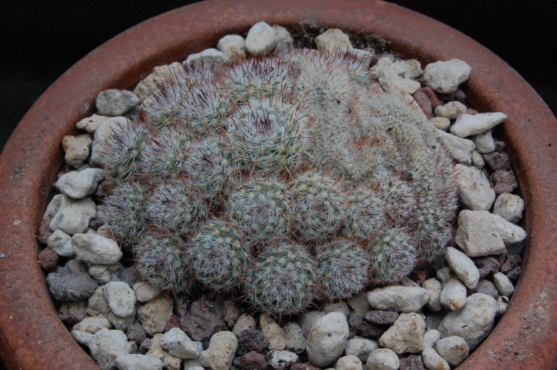 Mammillaria geminispina ssp. leucocentra JL 1316