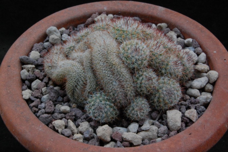 Mammillaria geminispina ssp. leucocentra JL 1316