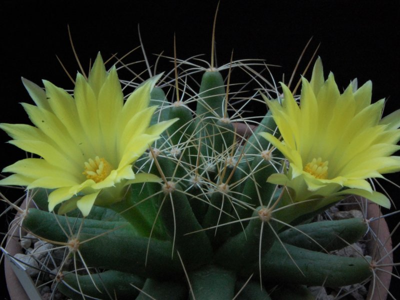 Mammillaria longimamma RS 608