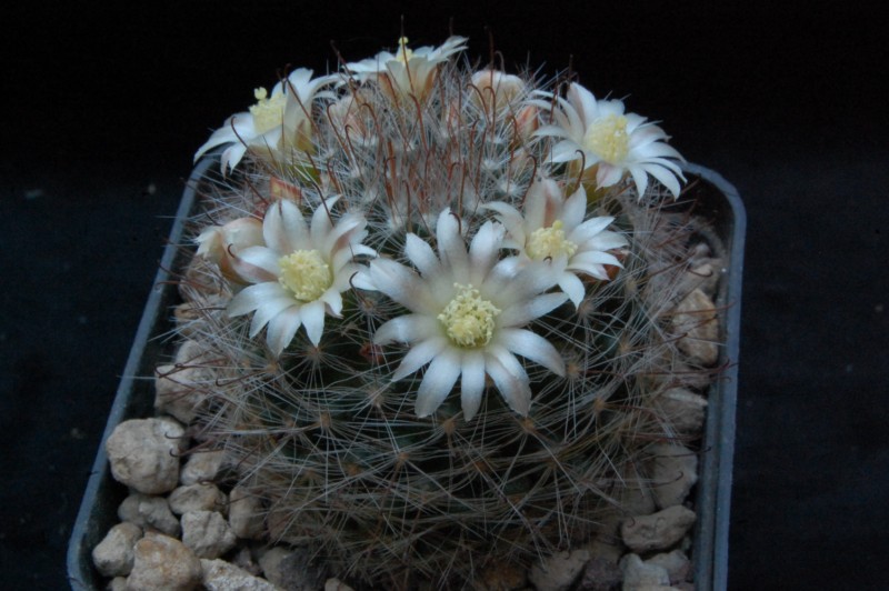 Mammillaria aff. mathildae 