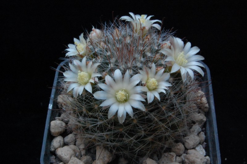 Mammillaria aff. mathildae 