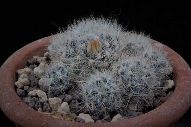 Mammillaria prolifera 