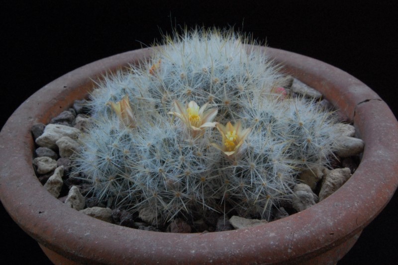 Mammillaria prolifera 