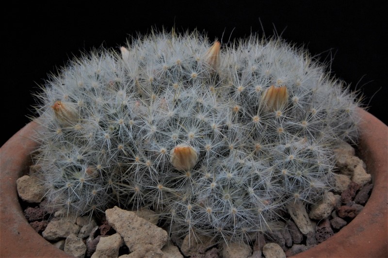 Mammillaria prolifera 