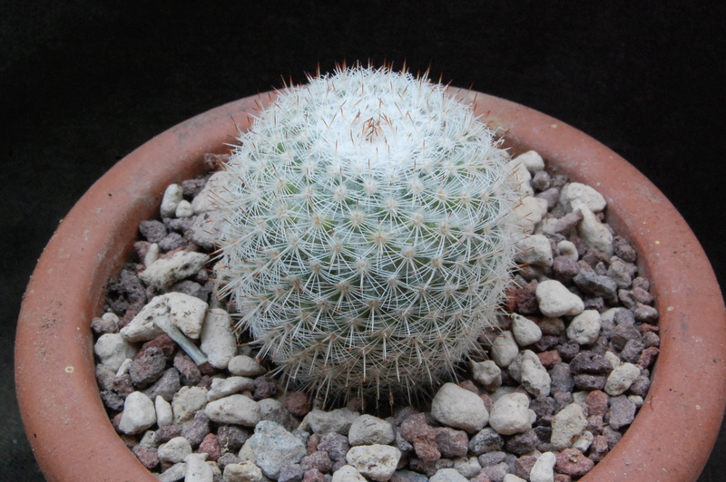 Mammillaria albilanata ROG 289