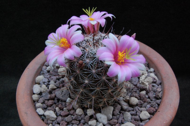 Mammillaria alamensis REP 567