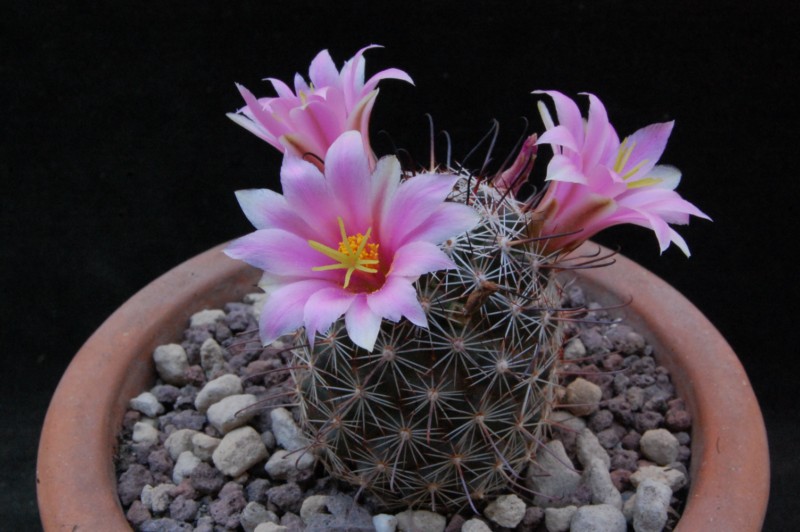 Mammillaria alamensis REP 567