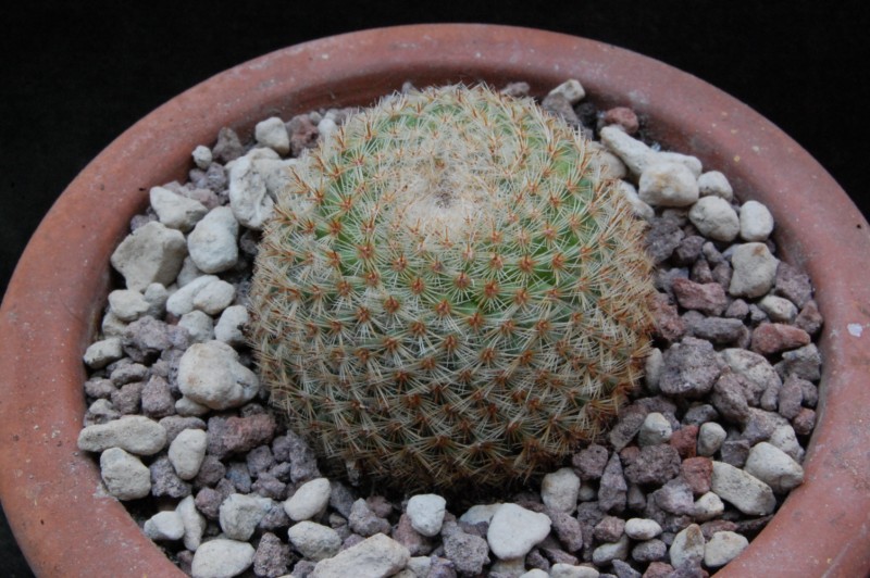 Mammillaria albidula ROG 65