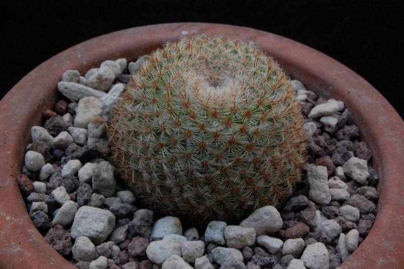 Mammillaria albidula ROG 65