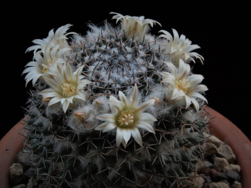 Mammillaria formosa ROG 496