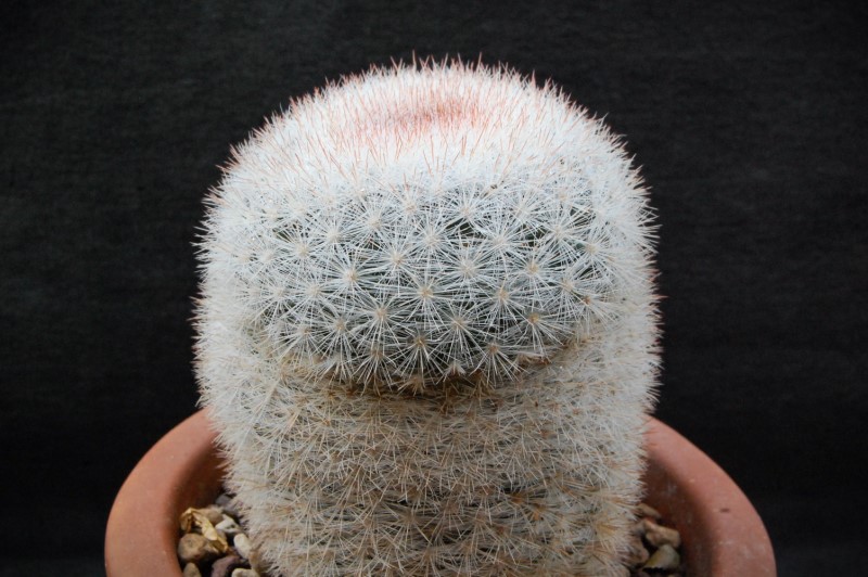 Mammillaria candida WH 60