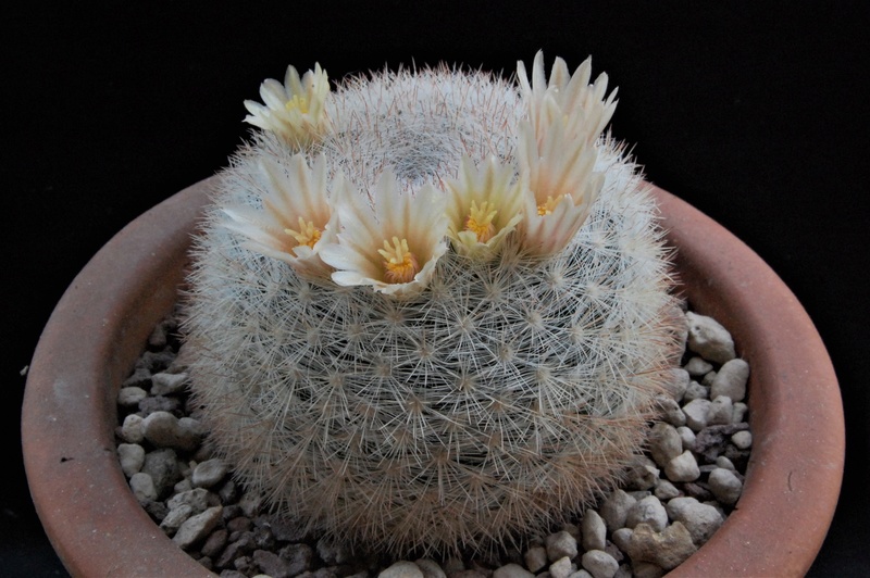 Mammillaria candida WH 60