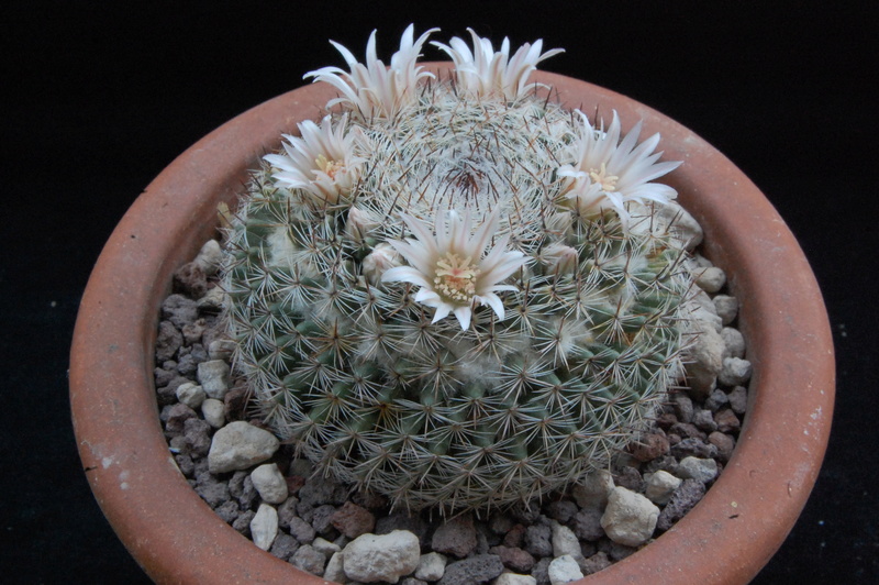 Mammillaria aff. formosa ROG 312