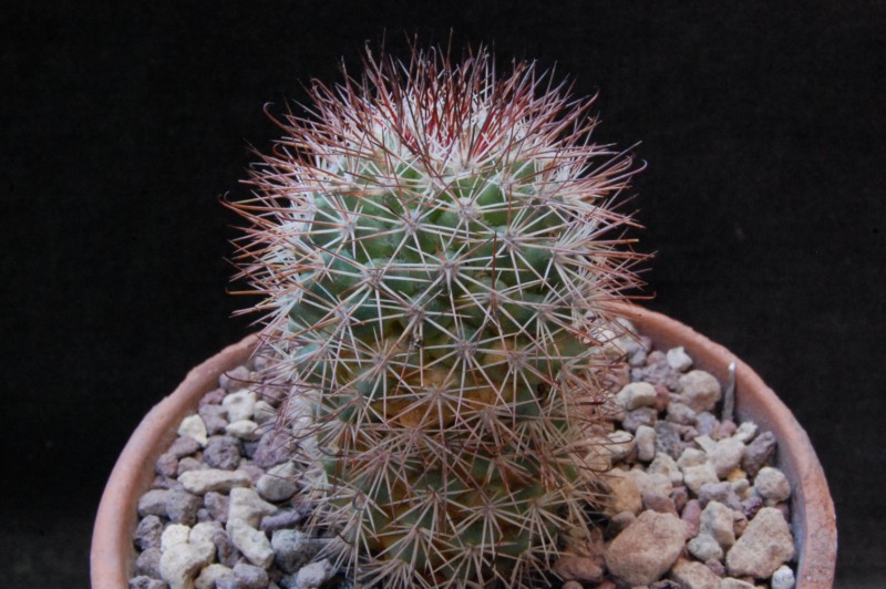 Mammillaria fraileana AvZ 80