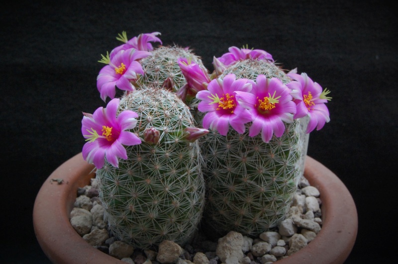 Mammillaria alamensis WH 188