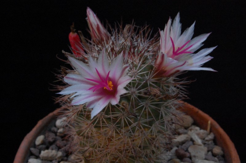 Mammillaria fraileana AvZ 80