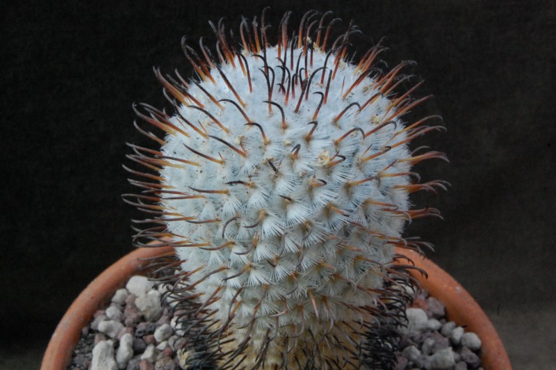 Mammillaria perezdelarosae ROG 173