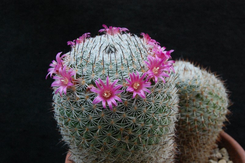 Mammillaria haageana ML 57